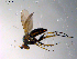  ( - 10PROBE-13495)  @12 [ ] CreativeCommons - Attribution (2011) CBG Photography Group Centre for Biodiversity Genomics