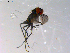  ( - 10PROBE-13521)  @12 [ ] CreativeCommons - Attribution (2011) CBG Photography Group Centre for Biodiversity Genomics