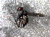  ( - 10PROBE-13523)  @12 [ ] CreativeCommons - Attribution (2011) CBG Photography Group Centre for Biodiversity Genomics