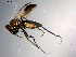  ( - 10PROBE-13529)  @13 [ ] CreativeCommons - Attribution (2011) CBG Photography Group Centre for Biodiversity Genomics