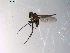  ( - 10PROBE-13535)  @12 [ ] CreativeCommons - Attribution (2011) CBG Photography Group Centre for Biodiversity Genomics