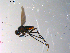  ( - 10PROBE-13538)  @12 [ ] CreativeCommons - Attribution (2011) CBG Photography Group Centre for Biodiversity Genomics