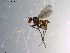  ( - 10PROBE-13550)  @13 [ ] CreativeCommons - Attribution (2011) CBG Photography Group Centre for Biodiversity Genomics