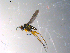  ( - 10PROBE-13559)  @12 [ ] CreativeCommons - Attribution (2011) CBG Photography Group Centre for Biodiversity Genomics