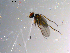  ( - 10PROBE-13562)  @12 [ ] CreativeCommons - Attribution (2011) CBG Photography Group Centre for Biodiversity Genomics