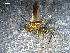  ( - 10PROBE-07794)  @13 [ ] CreativeCommons - Attribution (2011) CBG Photography Group Centre for Biodiversity Genomics