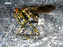  ( - 10PROBE-07796)  @13 [ ] CreativeCommons - Attribution (2011) CBG Photography Group Centre for Biodiversity Genomics