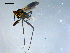  ( - 10PROBE-08206)  @13 [ ] CreativeCommons - Attribution (2011) CBG Photography Group Centre for Biodiversity Genomics