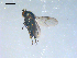  ( - 10PROBE-08233)  @12 [ ] CreativeCommons - Attribution (2011) CBG Photography Group Centre for Biodiversity Genomics