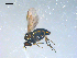  ( - 10PROBE-08239)  @12 [ ] CreativeCommons - Attribution (2011) CBG Photography Group Centre for Biodiversity Genomics