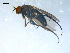  ( - 10PROBE-08244)  @12 [ ] CreativeCommons - Attribution (2011) CBG Photography Group Centre for Biodiversity Genomics