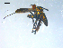  ( - 10PROBE-08261)  @13 [ ] CreativeCommons - Attribution (2011) CBG Photography Group Centre for Biodiversity Genomics