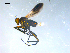  ( - 10PROBE-08267)  @13 [ ] CreativeCommons - Attribution (2011) CBG Photography Group Centre for Biodiversity Genomics