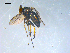  ( - 10PROBE-08286)  @12 [ ] CreativeCommons - Attribution (2011) CBG Photography Group Centre for Biodiversity Genomics