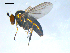  ( - 10PROBE-08287)  @12 [ ] CreativeCommons - Attribution (2011) CBG Photography Group Centre for Biodiversity Genomics