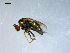  ( - 10PROBE-08353)  @12 [ ] CreativeCommons - Attribution (2011) CBG Photography Group Centre for Biodiversity Genomics