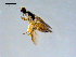  (Tachypeza sp. JMC1 - 10PROBE-09144)  @12 [ ] CreativeCommons - Attribution (2011) CBG Photography Group Centre for Biodiversity Genomics