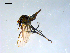  ( - 10PROBE-09150)  @13 [ ] CreativeCommons - Attribution (2011) CBG Photography Group Centre for Biodiversity Genomics