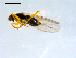  ( - 10PROBE-09155)  @12 [ ] CreativeCommons - Attribution (2011) CBG Photography Group Centre for Biodiversity Genomics