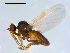 (Microsaniinae - 10PROBE-09161)  @13 [ ] CreativeCommons - Attribution (2011) CBG Photography Group Centre for Biodiversity Genomics