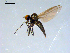  ( - 10PROBE-09170)  @13 [ ] CreativeCommons - Attribution (2011) CBG Photography Group Centre for Biodiversity Genomics
