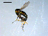  ( - 10PROBE-09211)  @12 [ ] CreativeCommons - Attribution (2011) CBG Photography Group Centre for Biodiversity Genomics