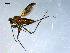  ( - 10PROBE-09215)  @13 [ ] CreativeCommons - Attribution (2011) CBG Photography Group Centre for Biodiversity Genomics