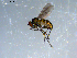  ( - 10PROBE-09223)  @12 [ ] CreativeCommons - Attribution (2011) CBG Photography Group Centre for Biodiversity Genomics
