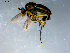  ( - 10PROBE-09230)  @13 [ ] CreativeCommons - Attribution (2011) CBG Photography Group Centre for Biodiversity Genomics