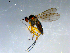  ( - 10PROBE-09251)  @12 [ ] CreativeCommons - Attribution (2011) CBG Photography Group Centre for Biodiversity Genomics