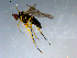  ( - 10PROBE-09252)  @12 [ ] CreativeCommons - Attribution (2011) CBG Photography Group Centre for Biodiversity Genomics