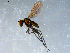  ( - 10PROBE-09268)  @13 [ ] CreativeCommons - Attribution (2011) CBG Photography Group Centre for Biodiversity Genomics