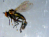  ( - 10PROBE-09272)  @13 [ ] CreativeCommons - Attribution (2011) CBG Photography Group Centre for Biodiversity Genomics
