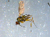  ( - 10PROBE-09280)  @12 [ ] CreativeCommons - Attribution (2011) CBG Photography Group Centre for Biodiversity Genomics