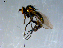  ( - 10PROBE-09286)  @13 [ ] CreativeCommons - Attribution (2011) CBG Photography Group Centre for Biodiversity Genomics