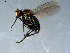  ( - 10PROBE-09287)  @13 [ ] CreativeCommons - Attribution (2011) CBG Photography Group Centre for Biodiversity Genomics