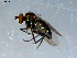  ( - 10PROBE-09288)  @13 [ ] CreativeCommons - Attribution (2011) CBG Photography Group Centre for Biodiversity Genomics