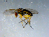  ( - 10PROBE-09289)  @12 [ ] CreativeCommons - Attribution (2011) CBG Photography Group Centre for Biodiversity Genomics