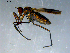  ( - 10PROBE-09296)  @13 [ ] CreativeCommons - Attribution (2011) CBG Photography Group Centre for Biodiversity Genomics