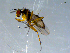  ( - 10PROBE-09301)  @12 [ ] CreativeCommons - Attribution (2011) CBG Photography Group Centre for Biodiversity Genomics