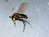  ( - 10PROBE-09304)  @13 [ ] CreativeCommons - Attribution (2011) CBG Photography Group Centre for Biodiversity Genomics