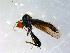  ( - 10PROBE-09026)  @13 [ ] CreativeCommons - Attribution (2011) CBG Photography Group Centre for Biodiversity Genomics