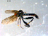  ( - 10PROBE-09030)  @13 [ ] CreativeCommons - Attribution (2011) CBG Photography Group Centre for Biodiversity Genomics