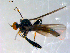  ( - 10PROBE-09031)  @13 [ ] CreativeCommons - Attribution (2011) CBG Photography Group Centre for Biodiversity Genomics