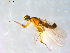  (Hemerodromia fibrina - 10PROBE-09039)  @13 [ ] CreativeCommons - Attribution (2011) CBG Photography Group Centre for Biodiversity Genomics