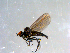  ( - 10PROBE-09046)  @13 [ ] CreativeCommons - Attribution (2011) CBG Photography Group Centre for Biodiversity Genomics