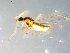  ( - 10PROBE-09050)  @12 [ ] CreativeCommons - Attribution (2011) CBG Photography Group Centre for Biodiversity Genomics
