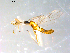  ( - 10PROBE-09053)  @12 [ ] CreativeCommons - Attribution (2011) CBG Photography Group Centre for Biodiversity Genomics