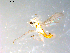  ( - 10PROBE-09057)  @12 [ ] CreativeCommons - Attribution (2011) CBG Photography Group Centre for Biodiversity Genomics