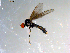  ( - 10PROBE-09060)  @13 [ ] CreativeCommons - Attribution (2011) CBG Photography Group Centre for Biodiversity Genomics